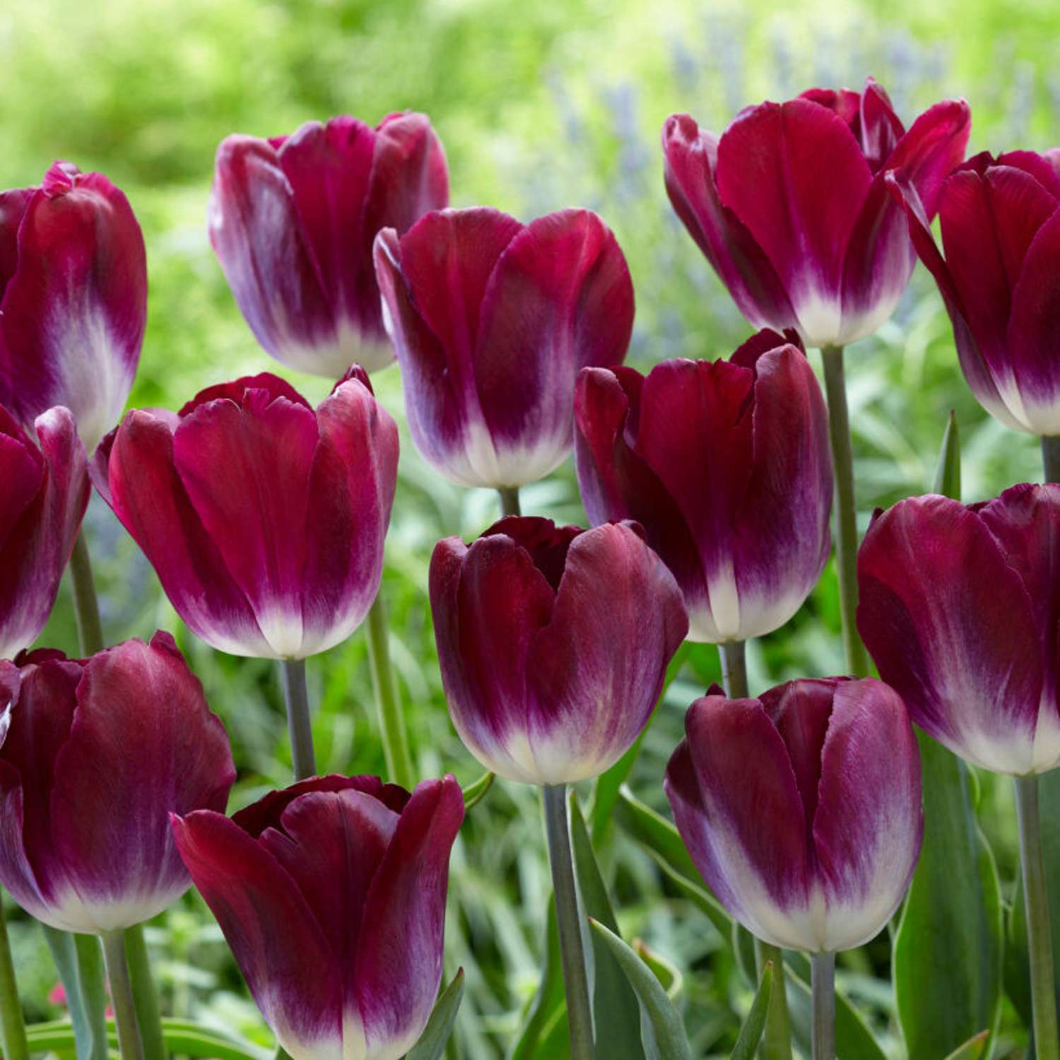 Tulipan 'Kansas Proud'